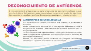 Espanhol (4)