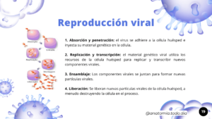 Espanhol (8)